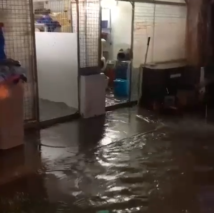 protectora-inundada.png